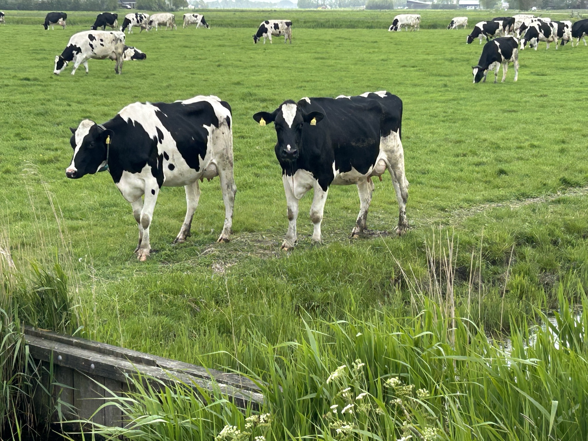 Franeker to Dokkum, Friesland, Netherlands